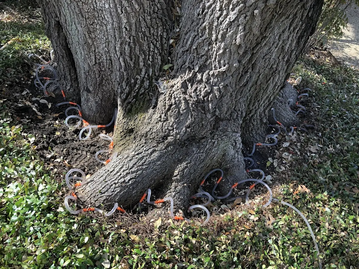 Detailed Tree Cabling and Bracing job site in Rosemount