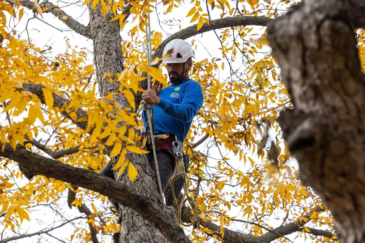 Skilled Tree Transplanting crew working in Rosemount