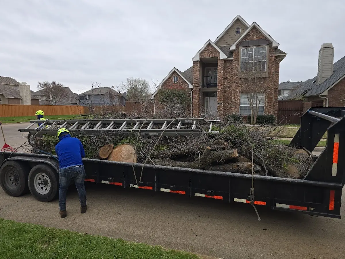 Expert Deadwooding with proper safety equipment in Rosemount
